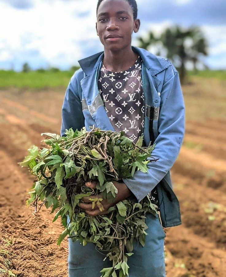 Farmer carrying coffee seedlings