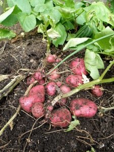Irish potato harvest in Dedza