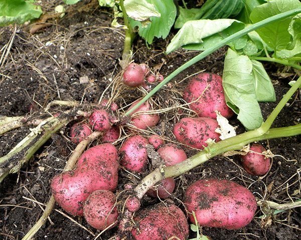 Irish potato harvest in Dedza